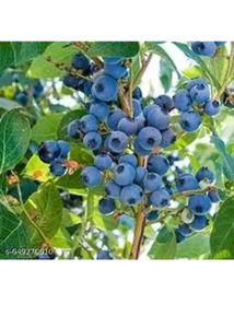 blue berry 🫐 plant easily grow in pot