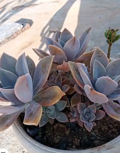 Combo Ghost Please And Burr&#39;s Tail Plant