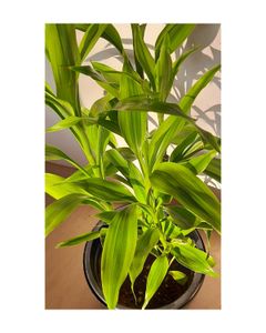 Lucky Bamboo Plant