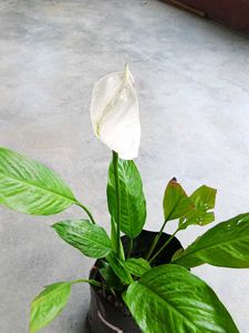 Peace Lily With Flowers