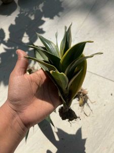 Snake plants (Sansevieria)