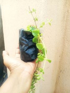 Combo Of Hanging Plants