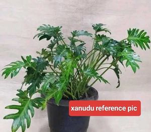 Collection Of 3 Plants Combo