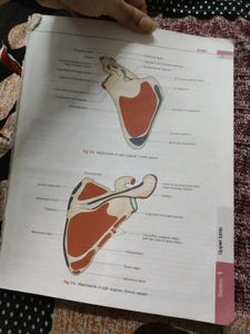 Anatomy BDC All Volumes