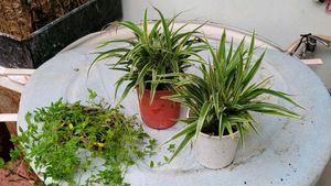 Set 3 Chlorophytum laxum &amp; Turtle Plants