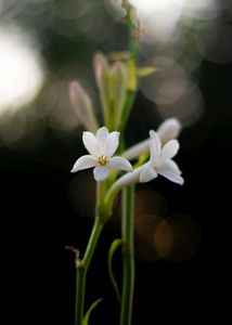 Rajnigandha 2 Bulbs