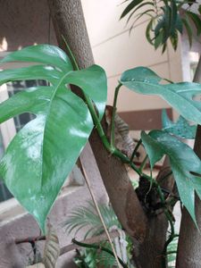 Rhaphidophora Tetrasperma