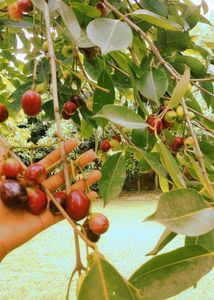 Jamun Tree Saplings