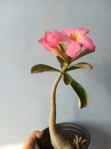 Adenium With Pot
