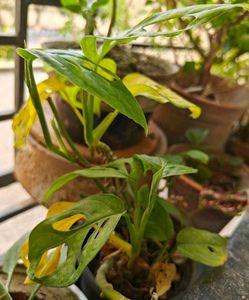 2 Broken Heart Stem Cuttings