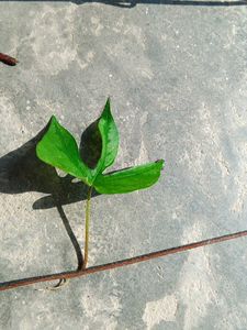 Six Morning Glory Saplings