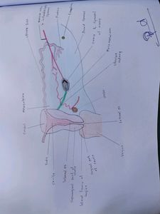 Anatomy Hand Drawn All Colourful Labelled Diagrams