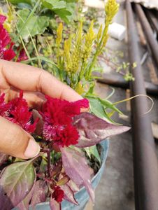 4 Flowers Plant