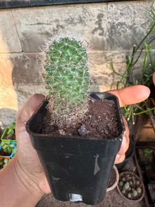 Fish Hook Cactus (Yellow)