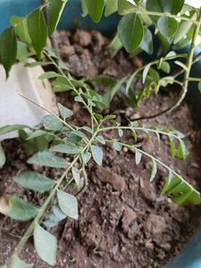 Curry Plant..Good And Healthy