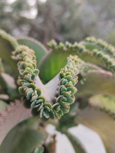 Baby plants &#34;Mother Of million&#34;