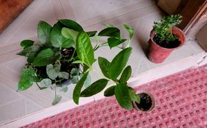 3 Set  Bear &amp; money &amp; Ming Aralia Plants🪴