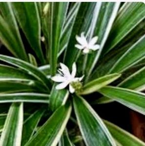 Set 2 Arrowhead Vine &amp;Pandanus Veitchii Plants🪴
