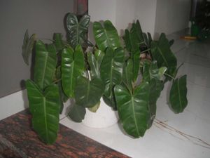 Fujifilm FinePix Z70 Digital Camera