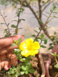 Plant 3 Colour