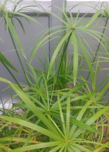 Umbrella Palm + Water Latuce