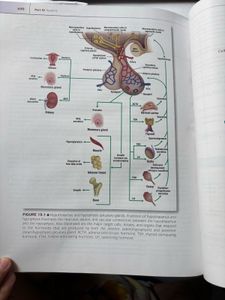 diFiors Atlas Of Histology For Medical Student