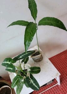 Set 2 Big Mango &amp; SYNGONIUM WENDLANDII Plants