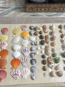 Seashell Collection