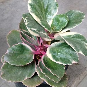 Assorted Mix Plants Combo Offer