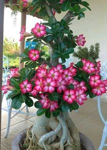 🌵 Desert Rose (Adenium) Seeds 🌸