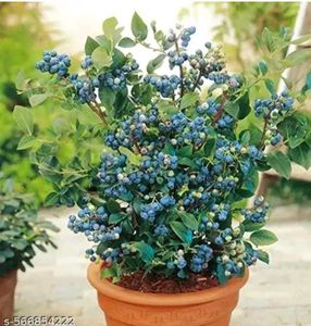 hybrid blue berry 🫐  plant easily grow in