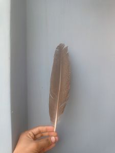 Real Eagle Feather 🪶