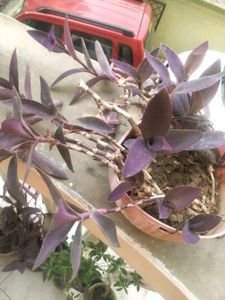 Purple Heart Full Pot With Root