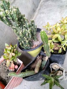 Succulent and Cactus Assortment