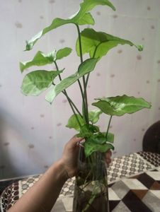 Arrow Head Plant