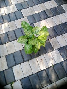 10 Live Root Plants