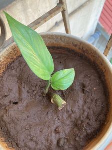 Swiss Cheese Plant (monstera Cutting)