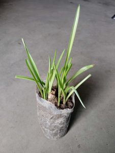 Rajnigandha Plants Pack Of 01