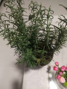 Rose Mary Plant With Root