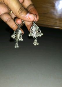 Silver Fish