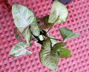 Set 2 Arrowhead &amp; Never.. Plants