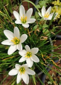 Rail Lily Bulbs (pcs:20)