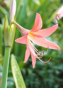 Amyrus Lilly Bulb , Colour - Peach ........Pack Of 1 Bulb