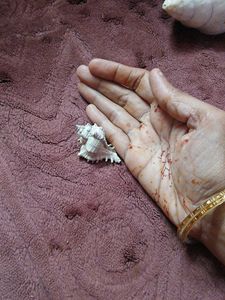 free delivery (Rare( Unique Murex )Seashell