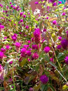 Amrnathus/ Gomphrena Seeds