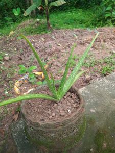 Aloe Vera Plant (3 Plants)