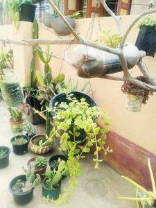 Combo Of Hanging Plants