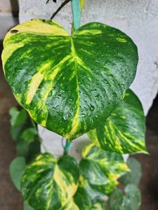 Money Plant Big Leaves