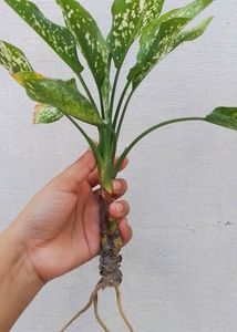 Aglaonema Snow White