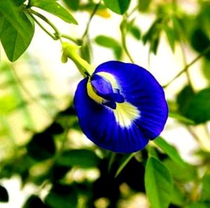 Combo Seeds For Flowers